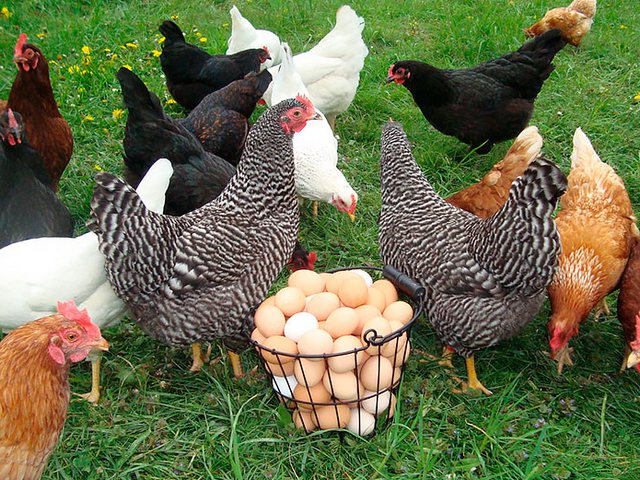 Содержание кур и уход за ними | ЗооТом - продажа, вязка и услуги для животных в Кропоткине