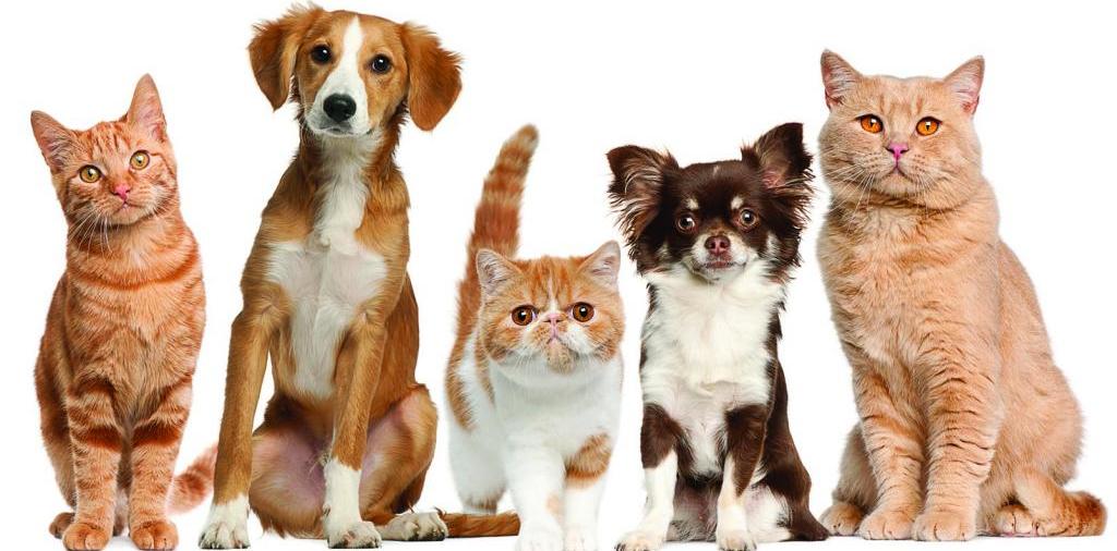 Доска объявлений о животных | ЗооТом - продажа, вязка и услуги для животных в Кропоткине