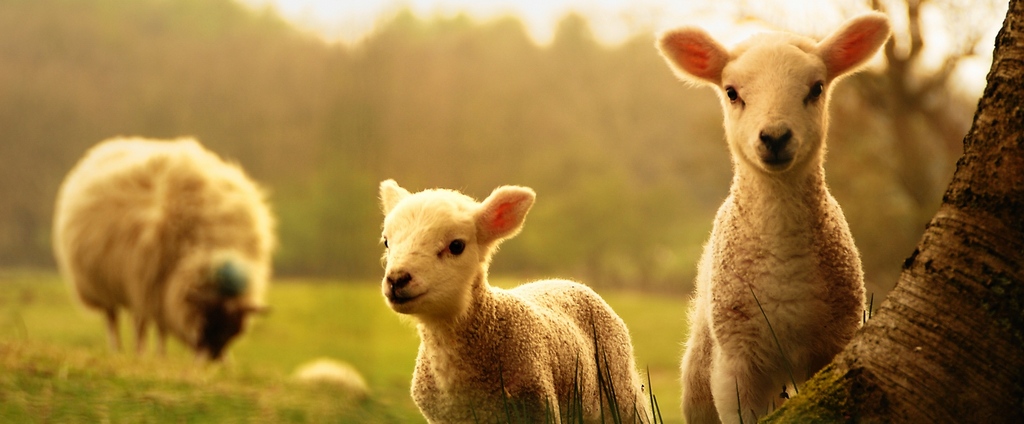 Объявления о сельскохозяйственных животных | ЗооТом - продажа, вязка и услуги для животных в Кропоткине