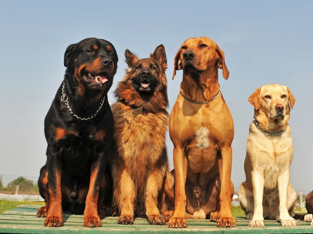 Крупные породы собак в Кропоткине | ЗооТом портал о животных